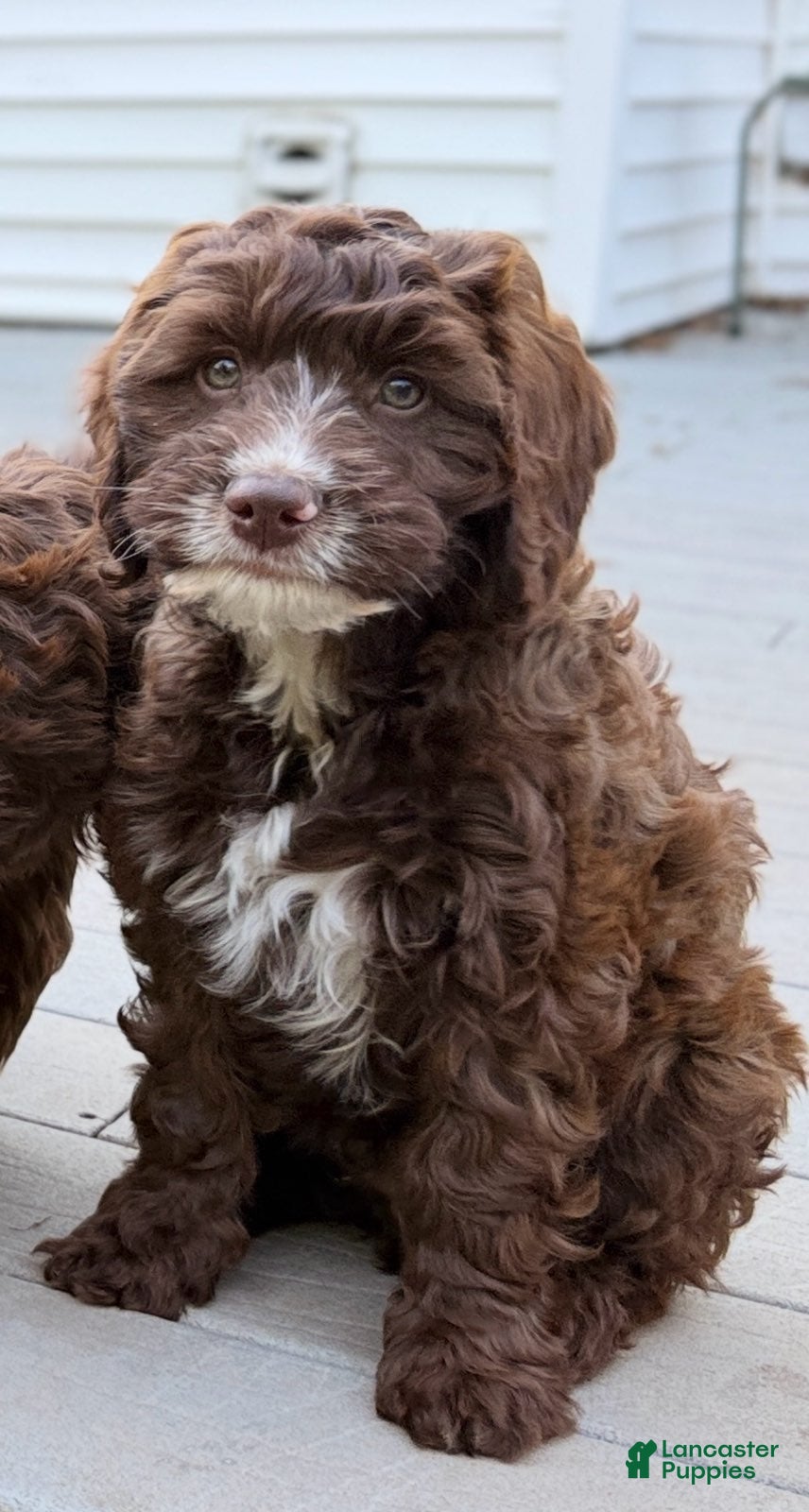 Mixed Breed dogs Dylan Male - Ad 2