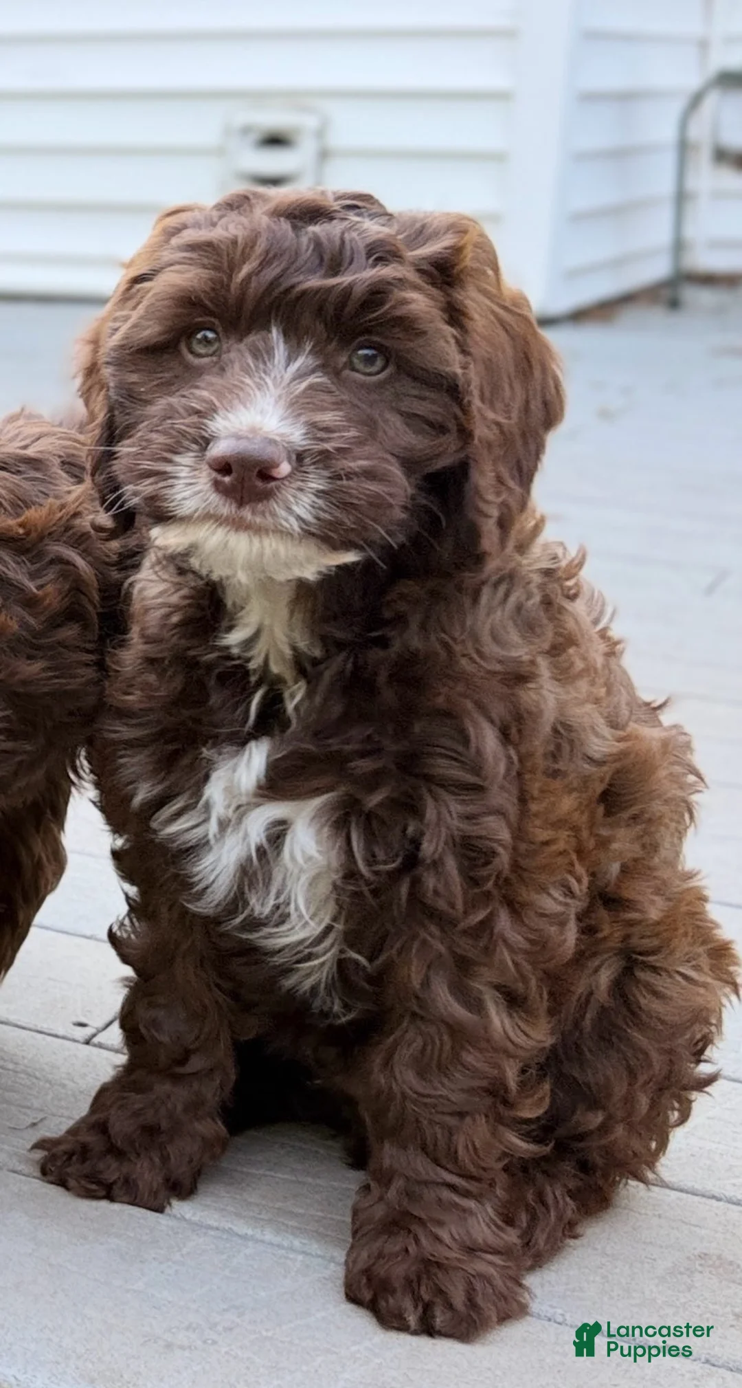 Mixed Breed dogs for sale: Dylan Male - Ad 2