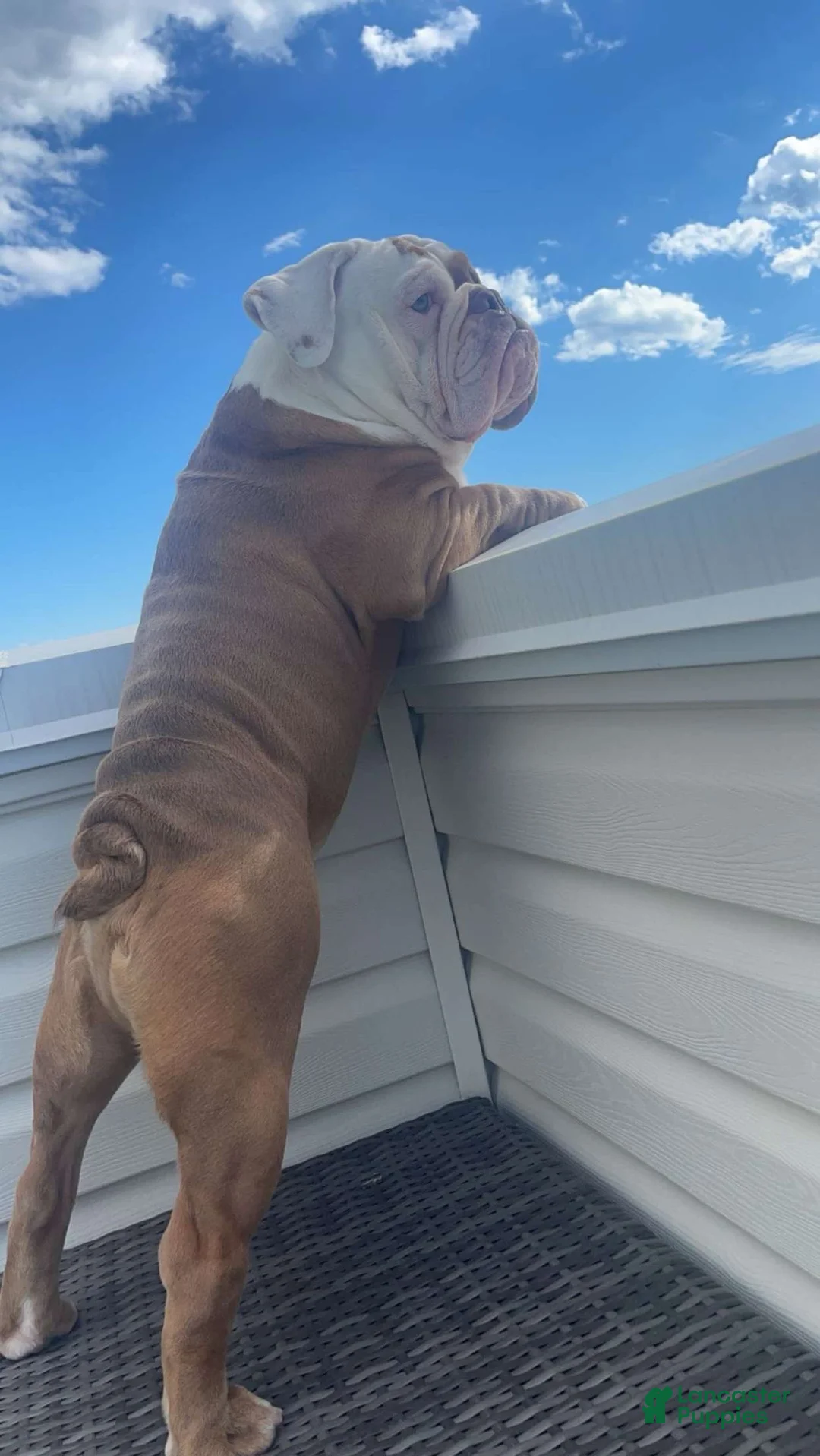 English Bulldog dogs for stud: English Bulldog - Ad 3