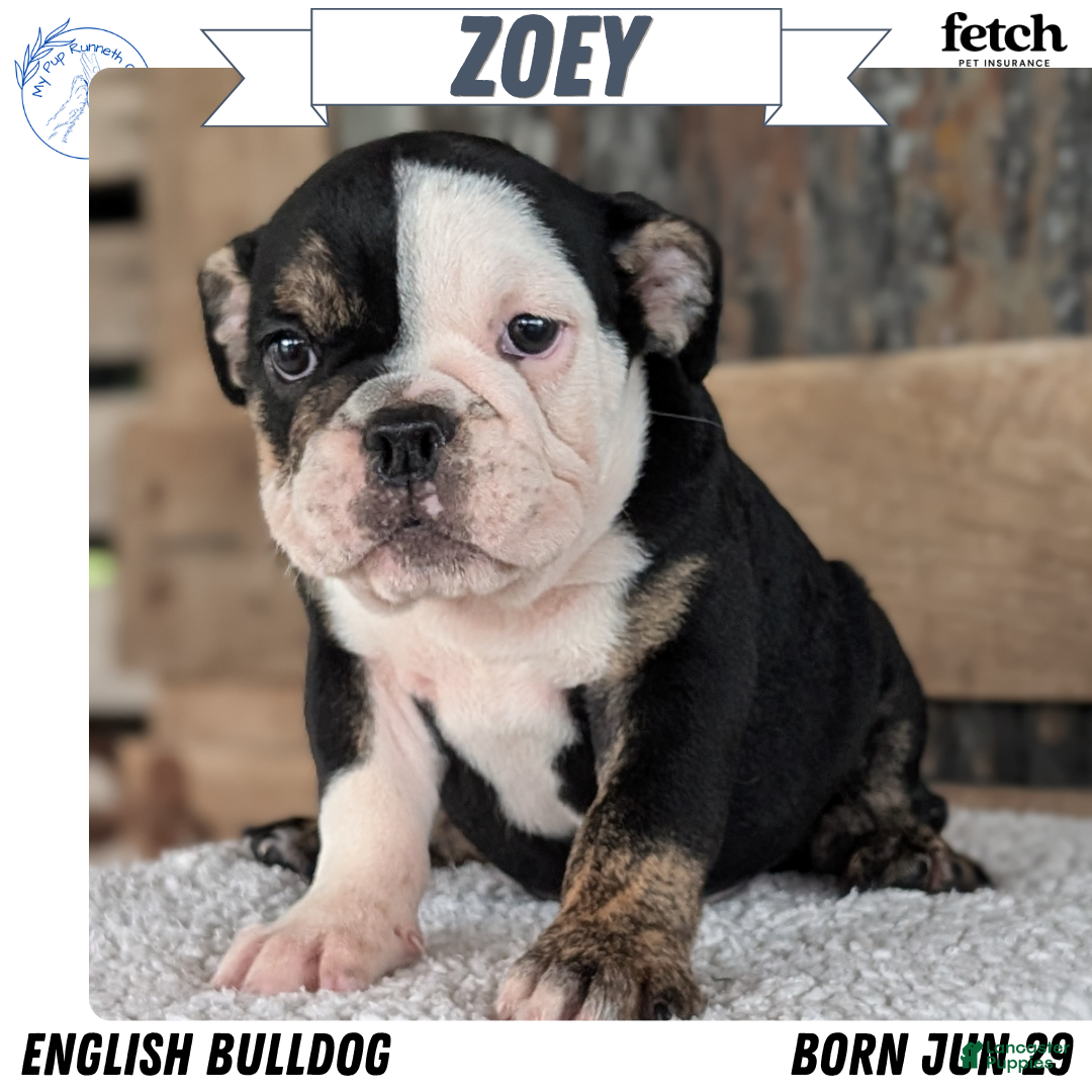 Zoey