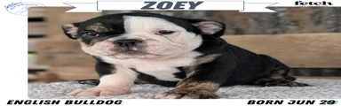 Zoey