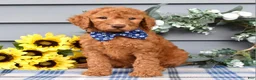 Standard Poodle dogs for sale: Richie  - Ad 3