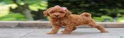 Maltipoo dogs for sale: Indie - Ad 4