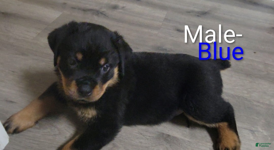Rottweiler dogs Rottweiler - Male Blue - Ad 14