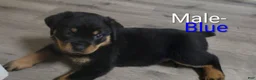 Rottweiler dogs for sale: Rottweiler - Male Blue - Ad 1