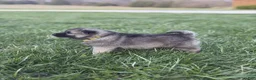 Norwegian Elkhound dogs for sale: Miss Yellow - Ad 6