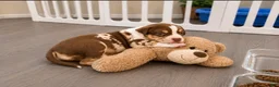 American Bully dogs for sale: American Bully Puppy 5 - Ad 10