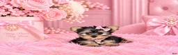 Yorkshire Terrier dogs for sale: Yorkie Hand Delivery  - Ad 2