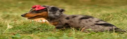Miniature Dachshund dogs for sale: BAILEY - Ad 10
