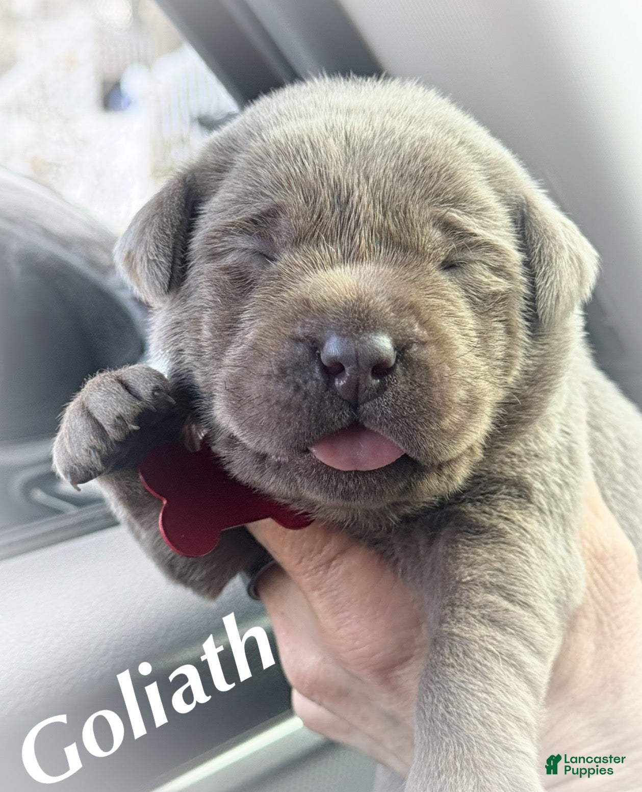 Labrador Retriever dogs Labrador Retriever Puppy  - Ad 1