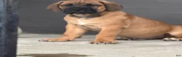 South African Boerboels dogs for sale: LGK ASHUR - Ad 4