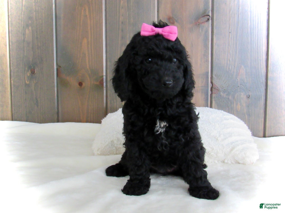 Mini Goldendoodle dogs for sale: Abby - Ad 12