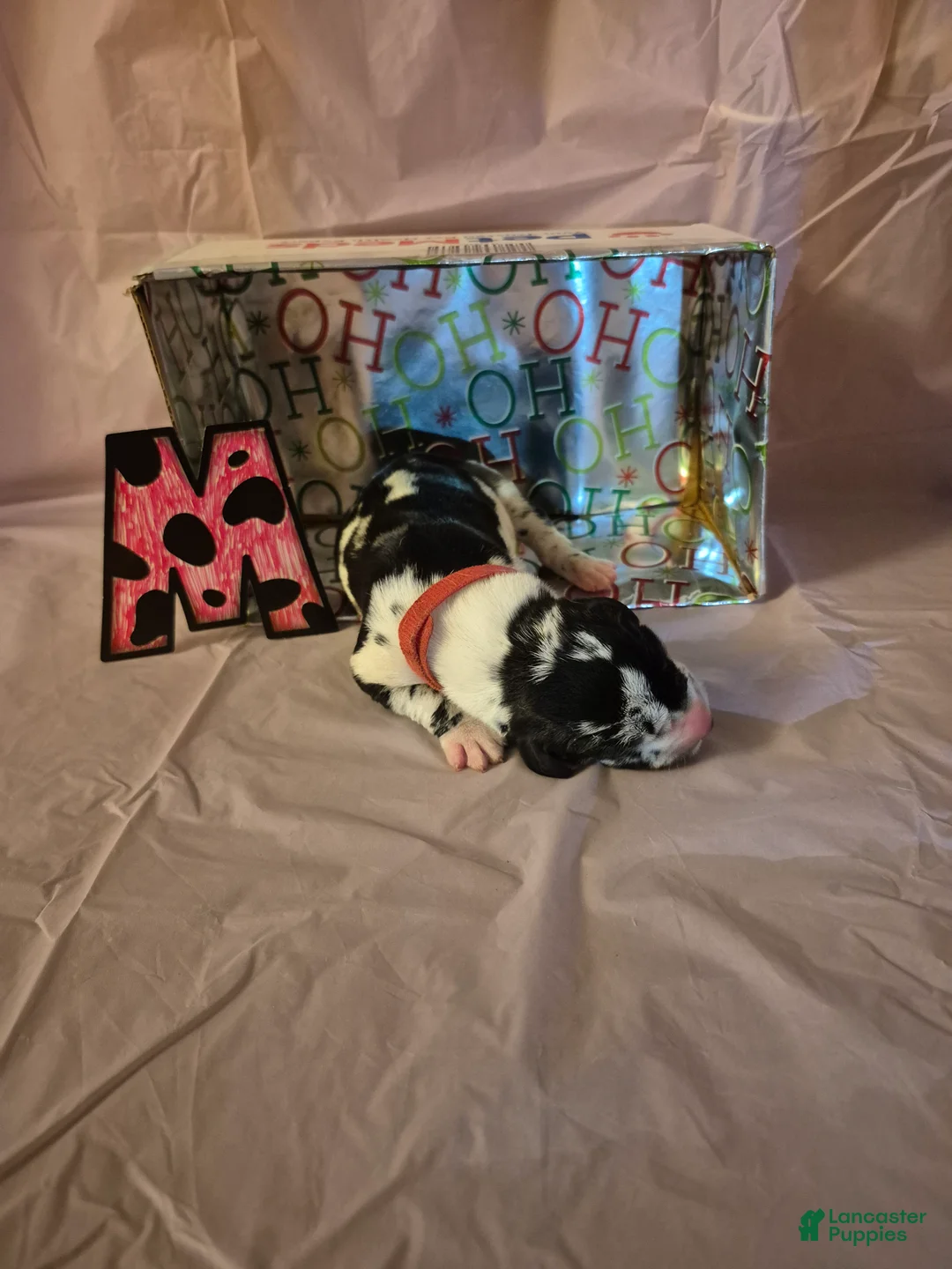 Great Dane dogs for sale: Maggie - Ad 1