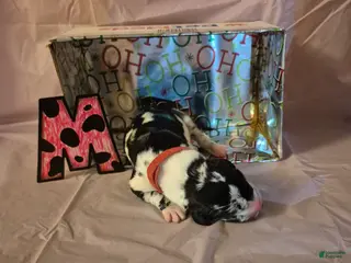 Great Dane dogs Maggie - Ad 33