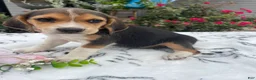 Beagle dogs for sale: Lucy - Ad 1