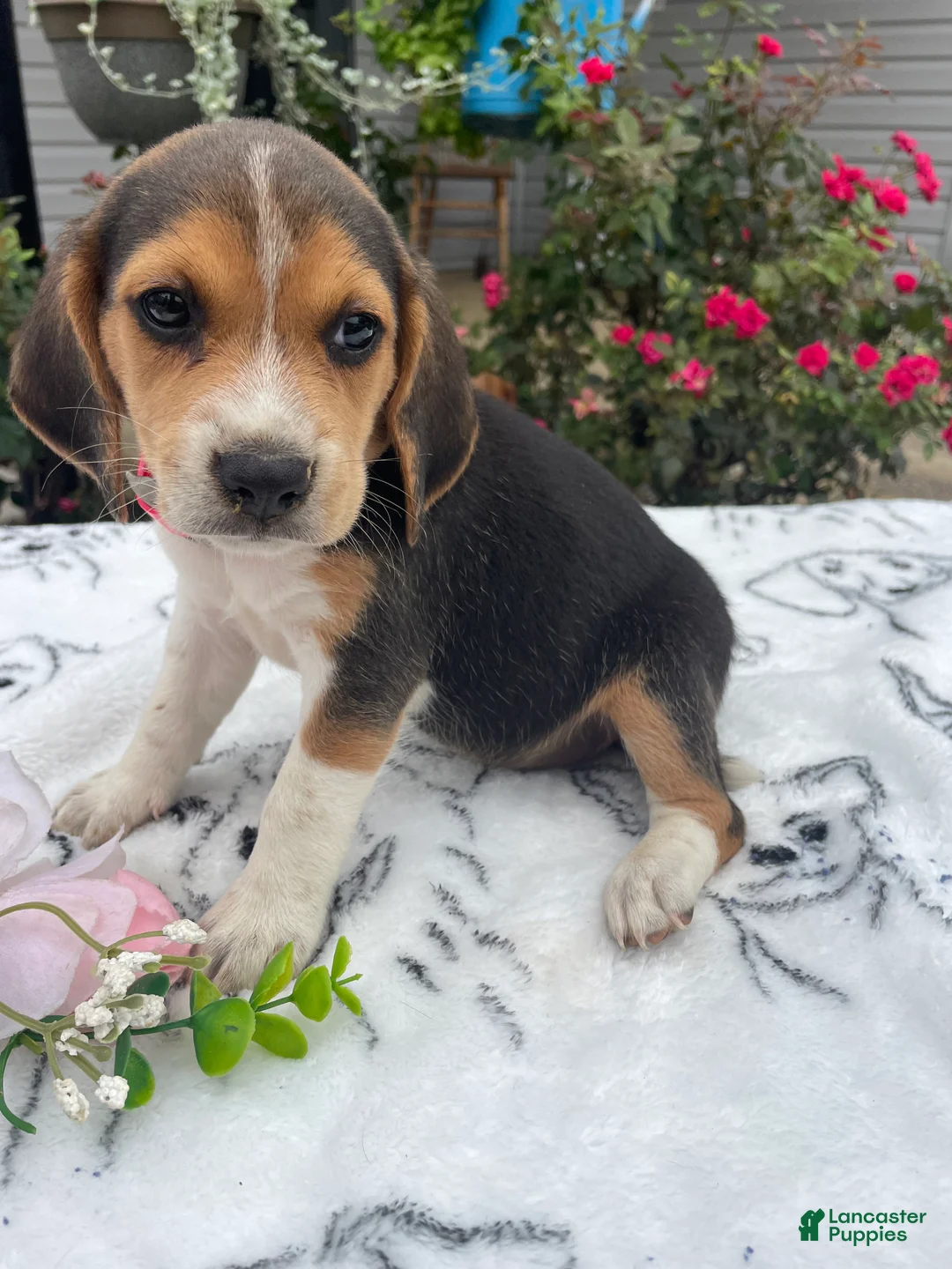 Beagle dogs for sale: Lucy - Ad 1