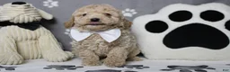 Havapoo dogs for sale: Willie  - Ad 14