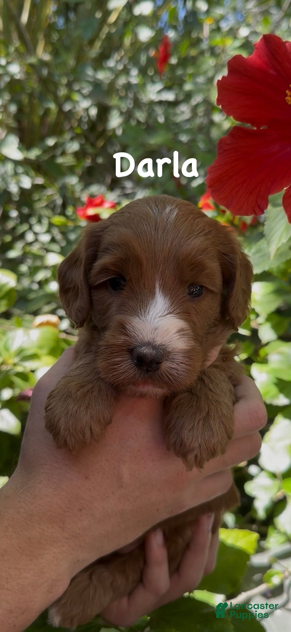 Darla