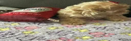 Cavapoo dogs for sale: Cavapoo 3 - Ad 1