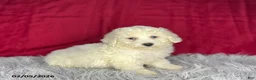 Bichon Frise dogs for sale: Sally - Ad 2