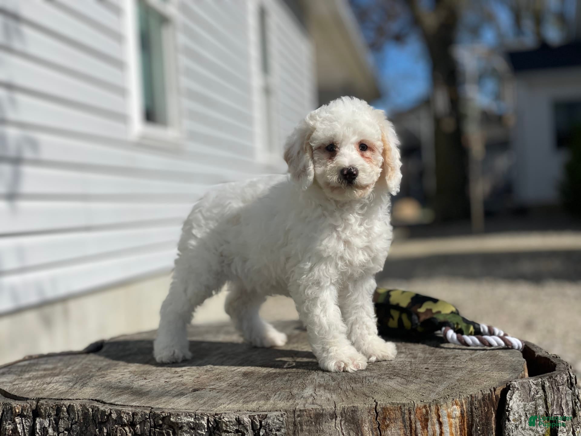 Miniature Poodle dogs Zella - Ad 2