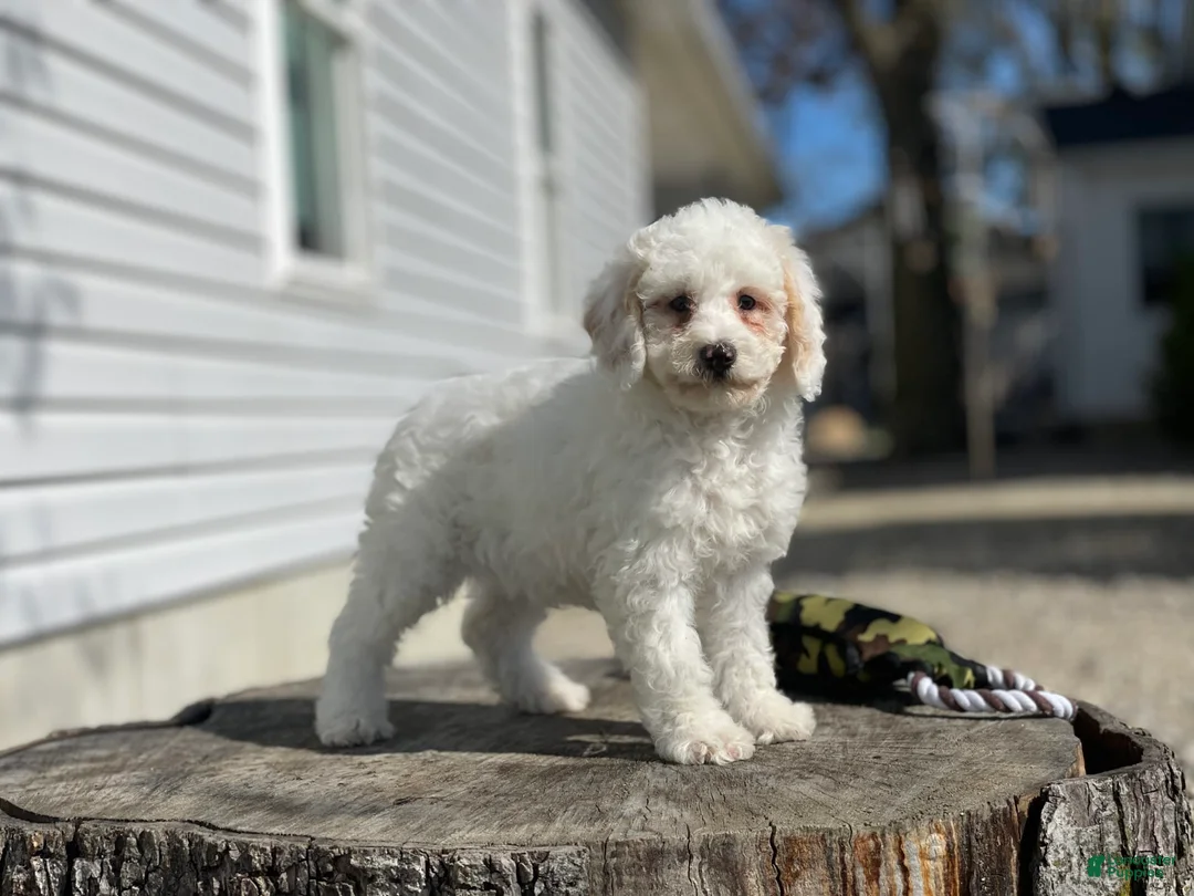 Miniature Poodle dogs for sale: Zella - Ad 2