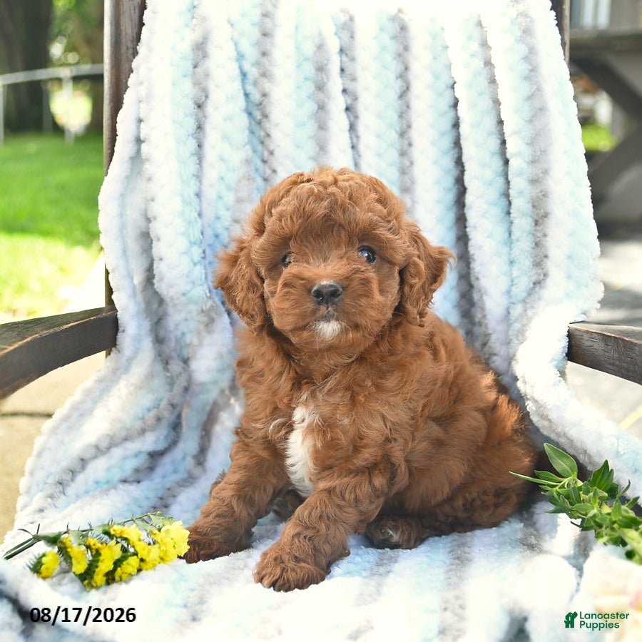 Cavapoo dogs Jasper  - Ad 2