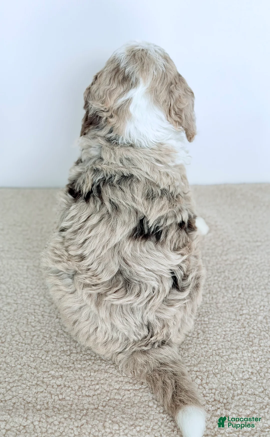 Bernedoodle dogs for sale: Mercy - Ad 3