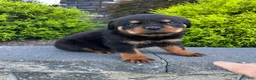 Rottweiler dogs for sale: Ace - Ad 3