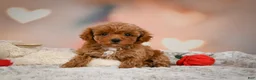 Toy Poodle dogs for sale: Bella - Ad 6
