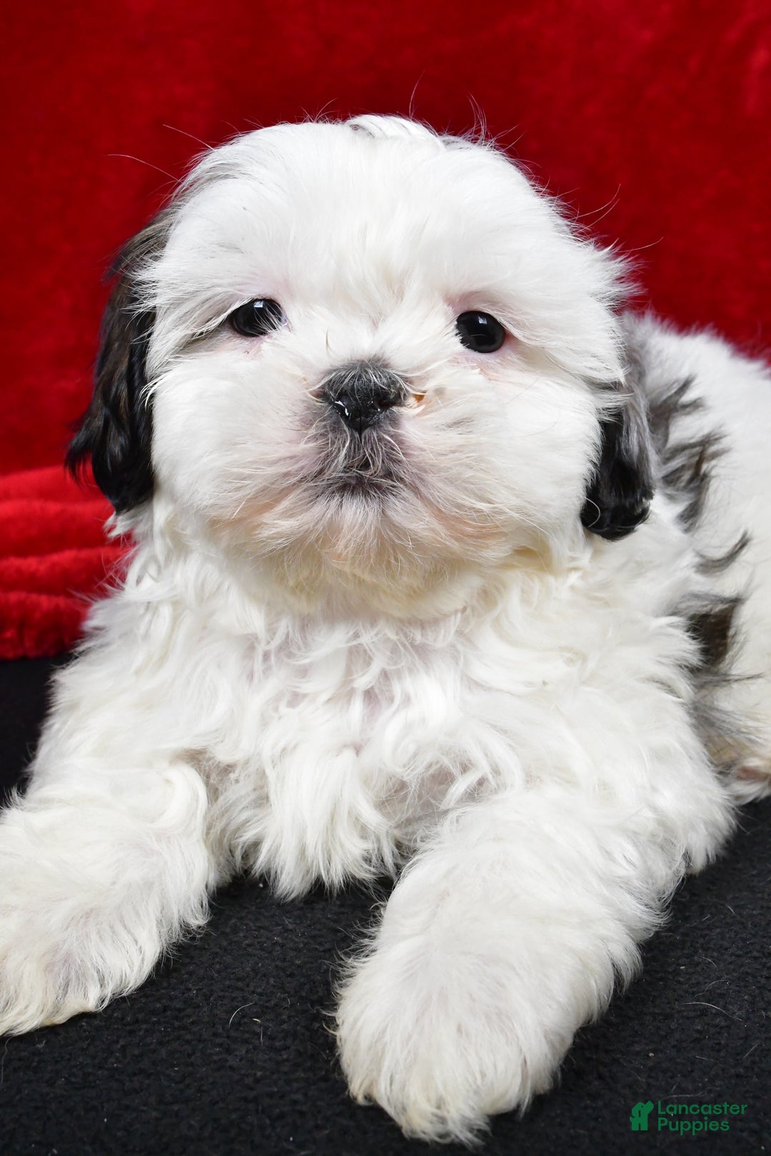 Shih Tzu dogs for sale: Dixie - Ad 8
