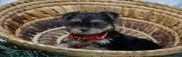 Yorkshire Terrier dogs for sale: Dahlia - Ad 3