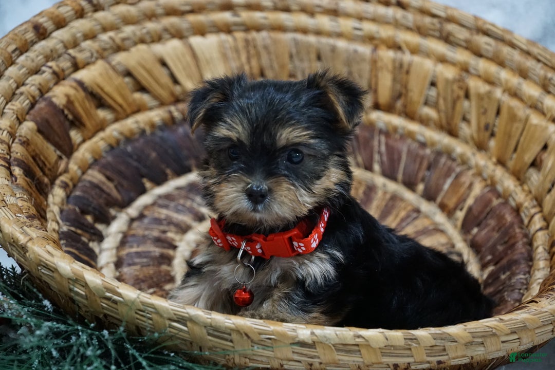 Yorkshire Terrier dogs for sale: Dahlia - Ad 3