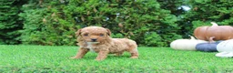 Toy Poodle dogs for sale: AKC Ezra(tiny) - Ad 5