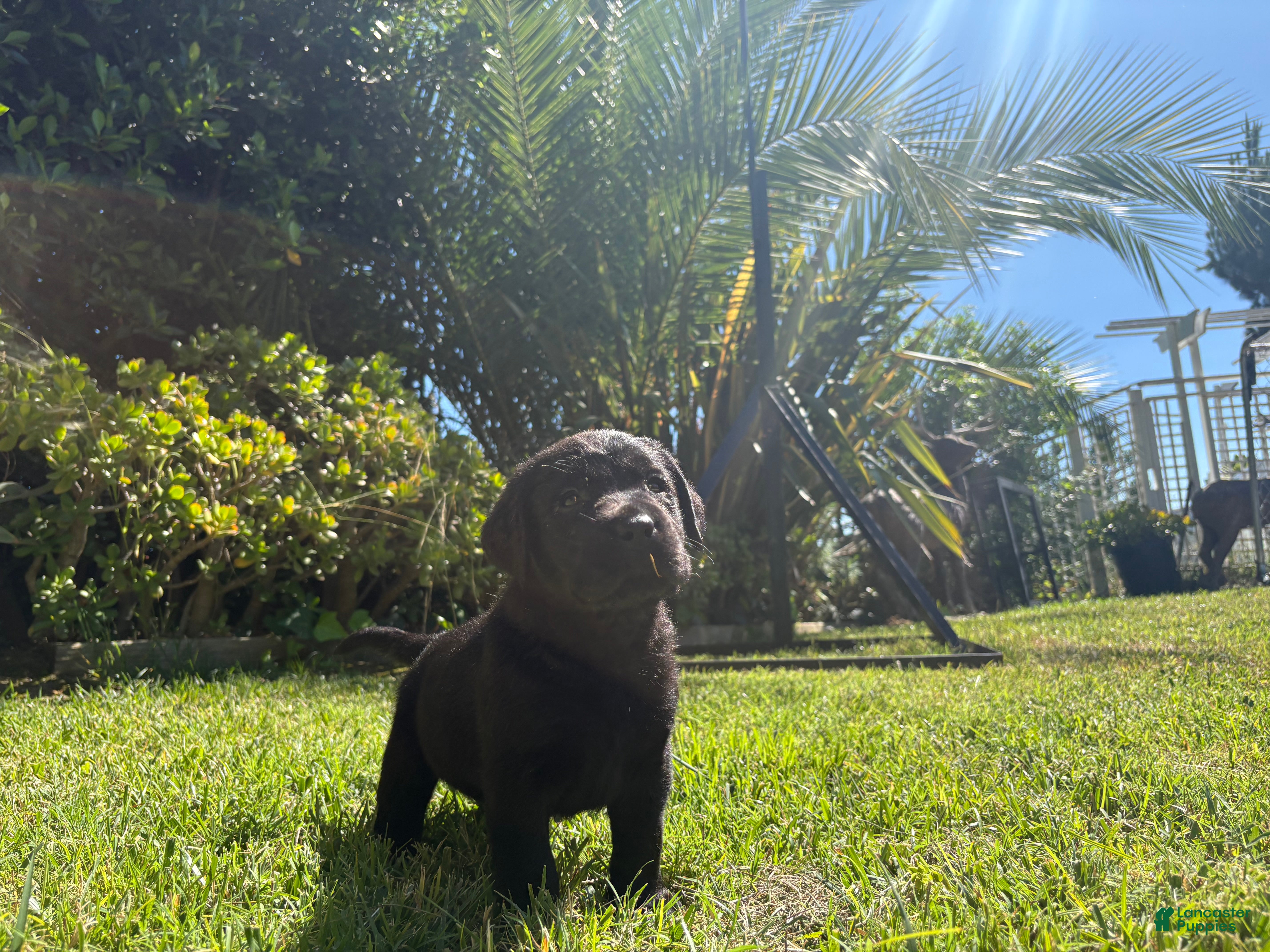 Labrador Retriever dogs Green boy - Ad 1