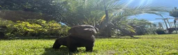 Labrador Retriever dogs for sale: Green boy - Ad 1