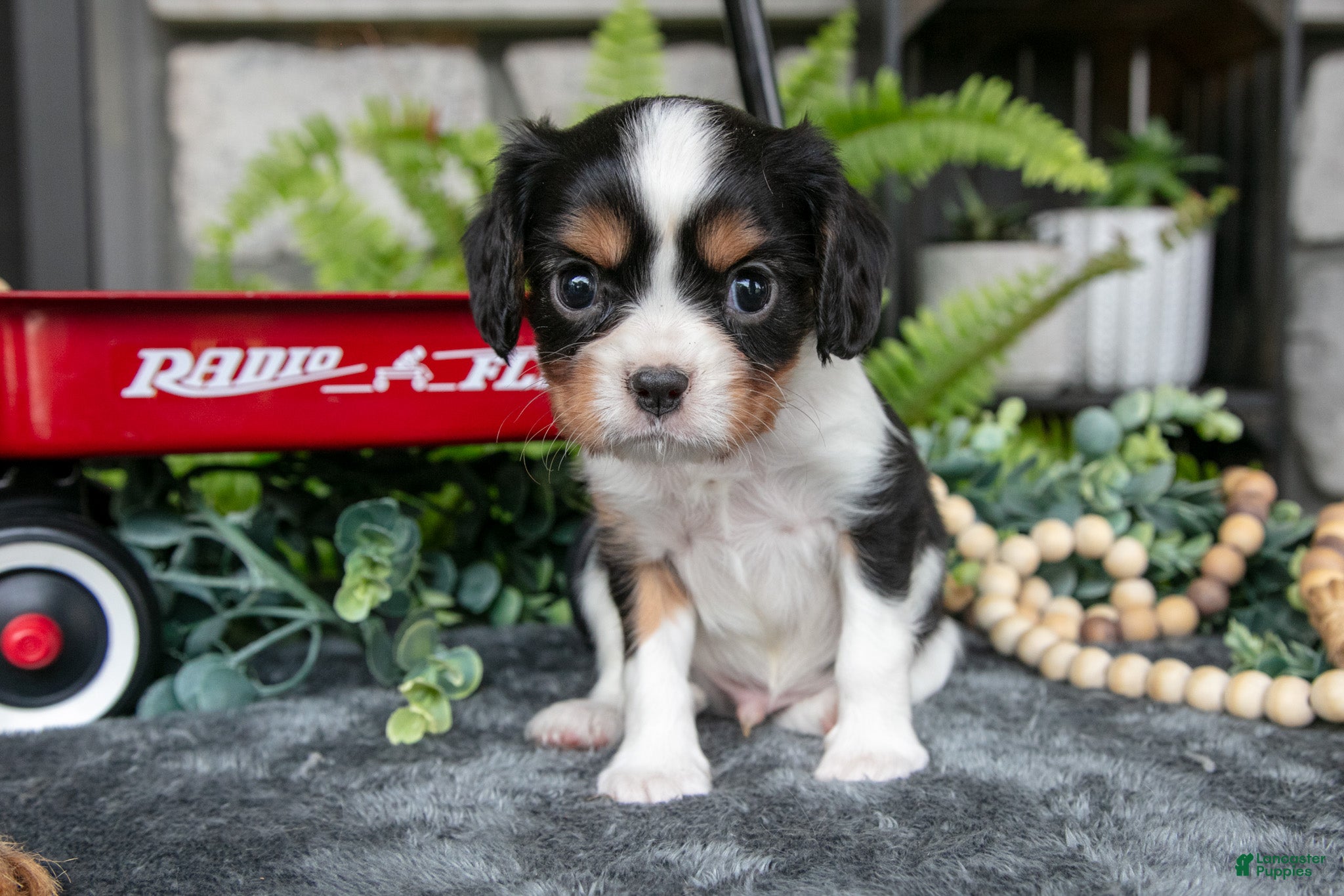 Cavalier King Charles Spaniel dogs Kyler - Ad 2
