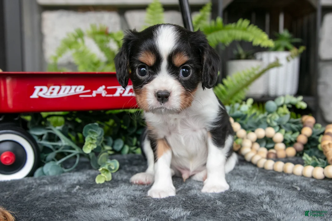 Cavalier King Charles Spaniel dogs for sale: Kyler - Ad 2