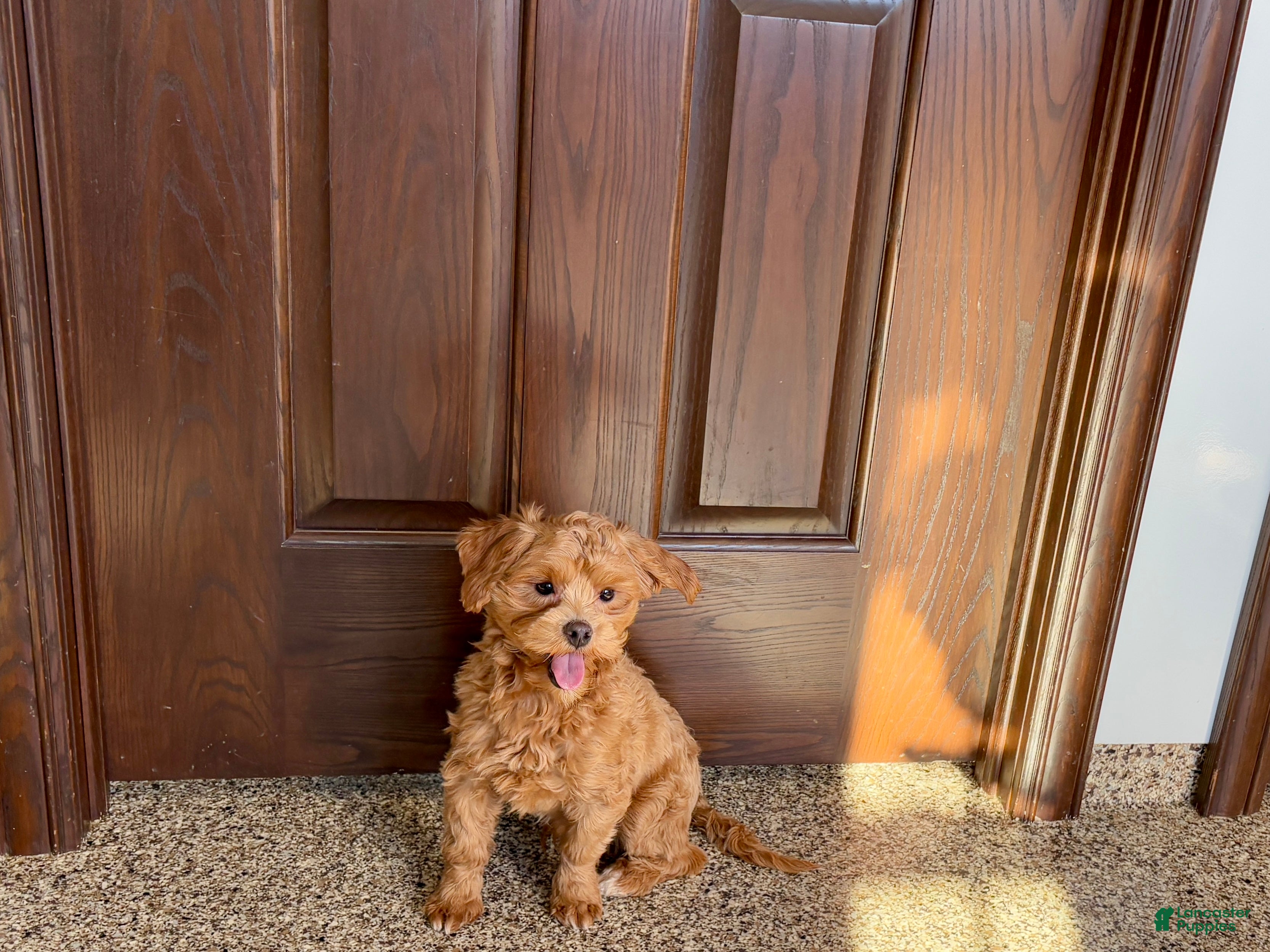 Maltipoo dogs Jordan - Ad 26