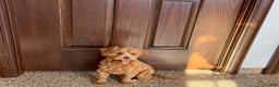 Maltipoo dogs for sale: Jordan - Ad 1