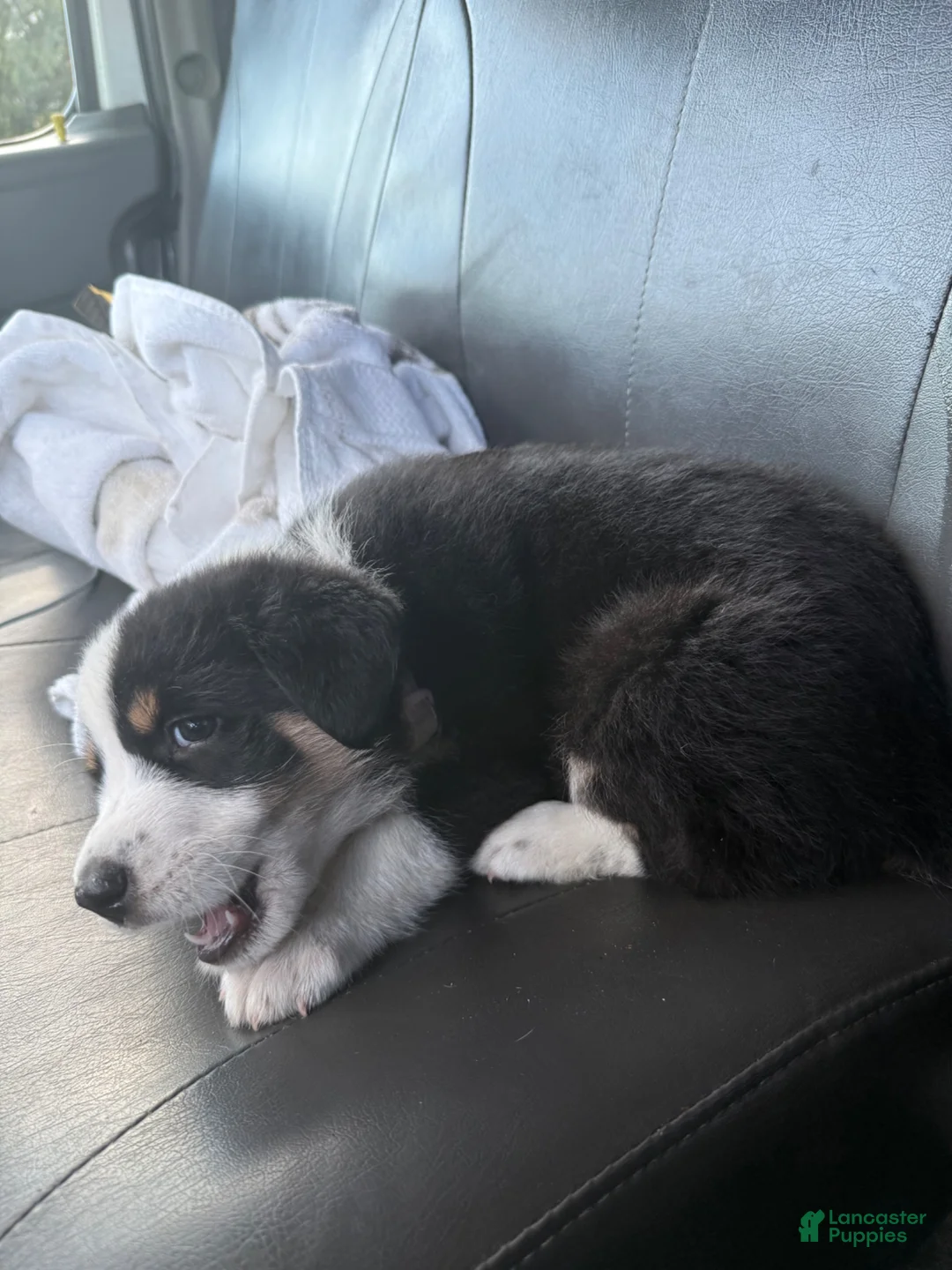 Border Collie dogs for sale: Bella the flash - Ad 4