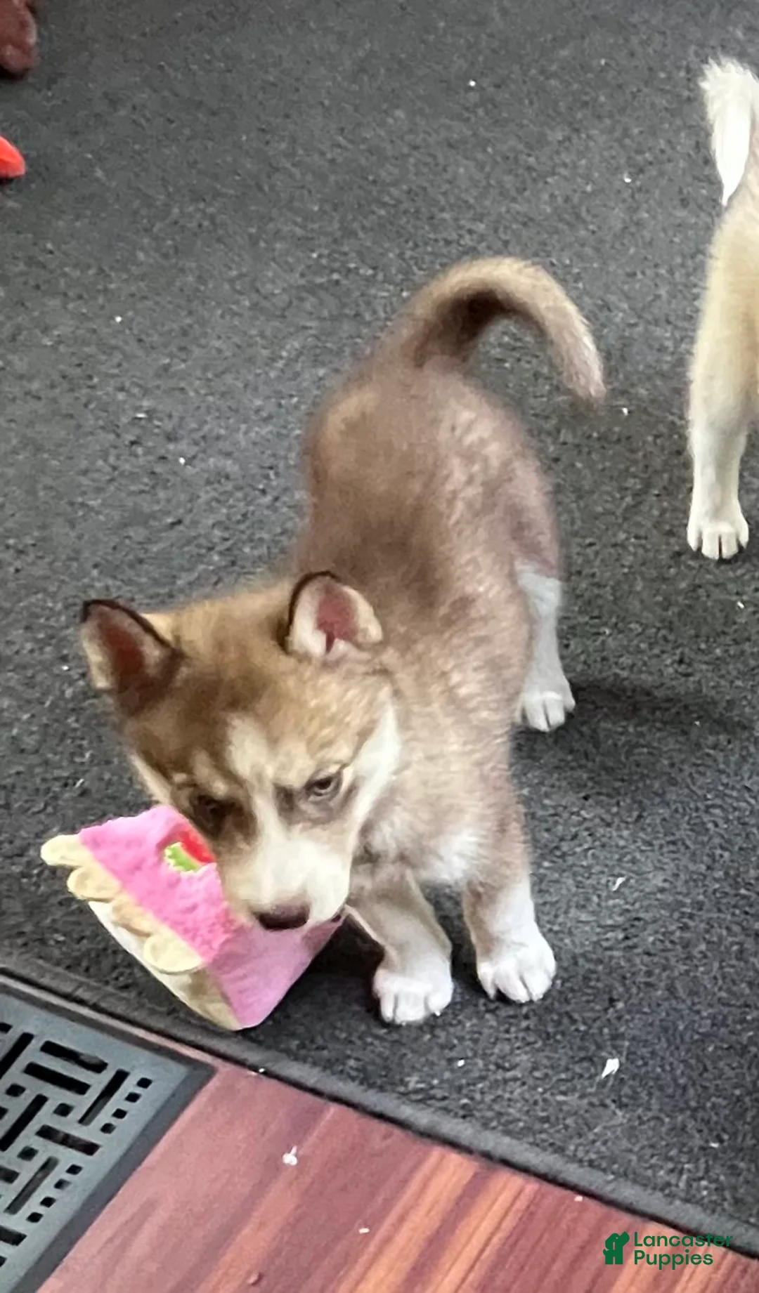 Siberian Husky dogs for sale: Ruby my lady in red - Ad 2