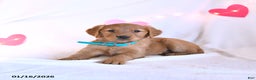 Golden Retriever dogs for sale: Maple   - Ad 4