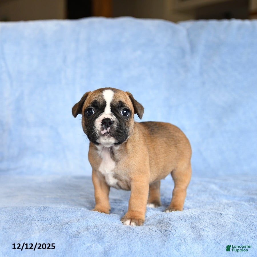 French Bulldog dogs Yancy - Ad 14