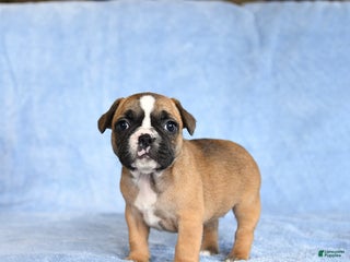 French Bulldog dogs Yancy - Ad 31