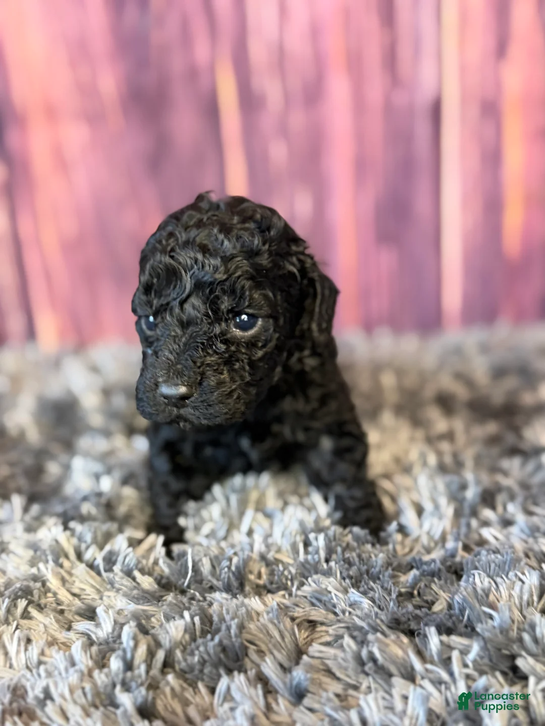 Cockapoo dogs for sale: Axel - Ad 1