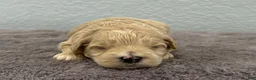 Mini Goldendoodle dogs for sale: Tara - Ad 3