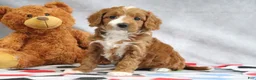 Mini Goldendoodle dogs for sale: Alisha - Ad 2