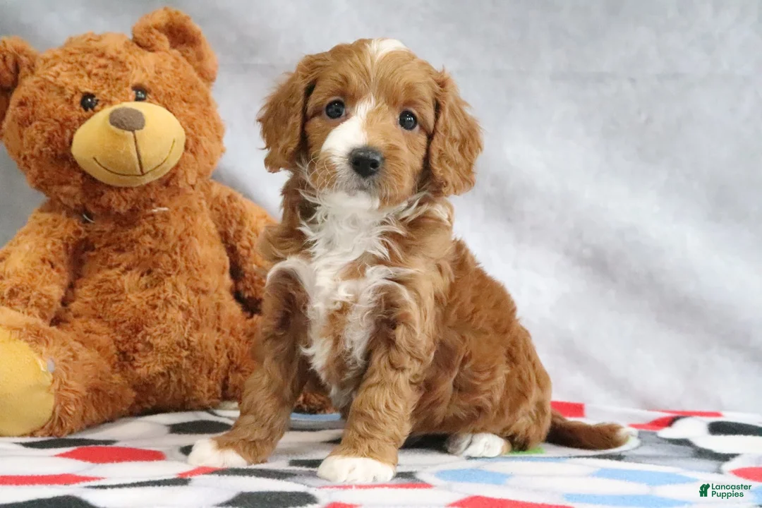 Mini Goldendoodle dogs for sale: Alisha - Ad 2