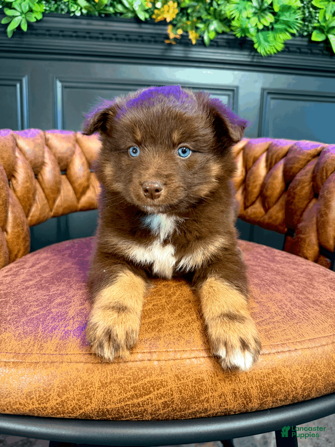 Pomsky dogs for sale: Theo - Ad 2